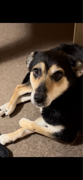 Собака в добрі руки!