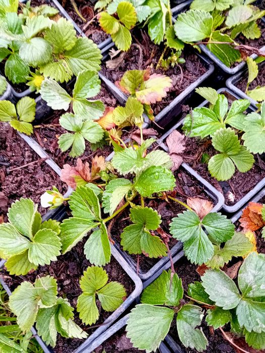 Morangueiro Camarosa em vaso