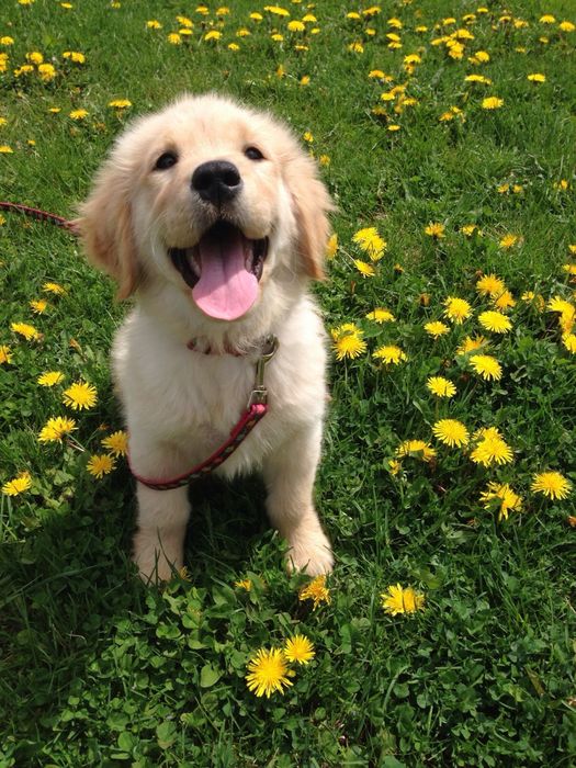 Passeador de cães