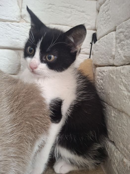 Котик Лео 2 міс.