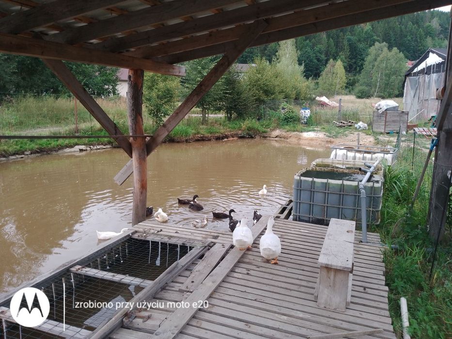 Sprzedam kaczki staropolskie