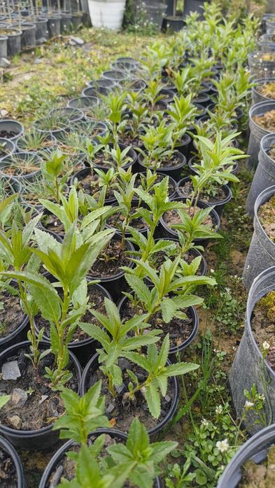 Вероніка 'Синій букет' .  Армерія рожева і біла у горщику