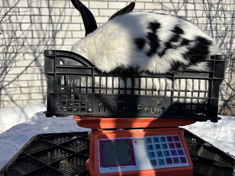 Кролі Французький Баран,Бельгійський велетень, Німецький строкач