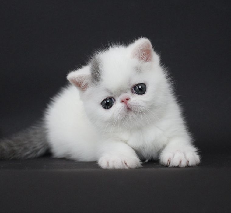 Котята экзоты