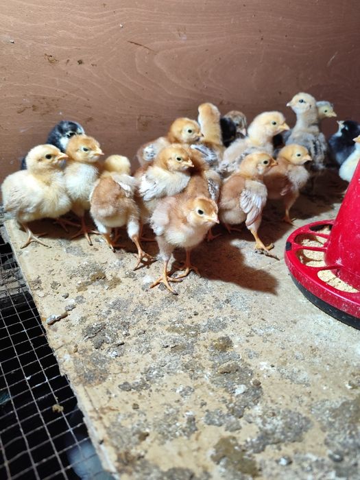 Ovos Rhode islandês e pintos