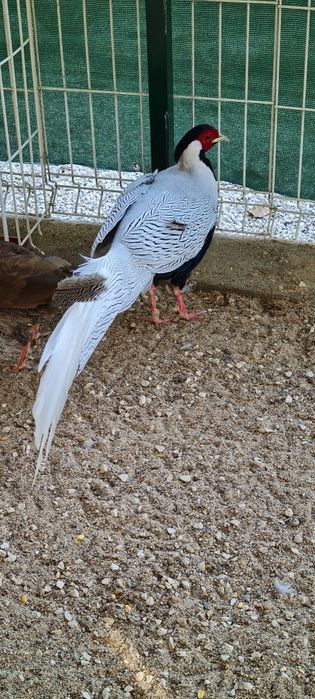 Ovos galados de faisão