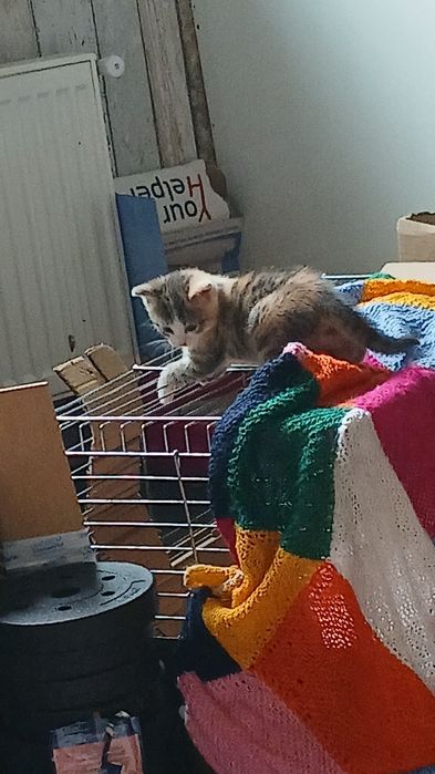 Oddam koty w dobre ręce