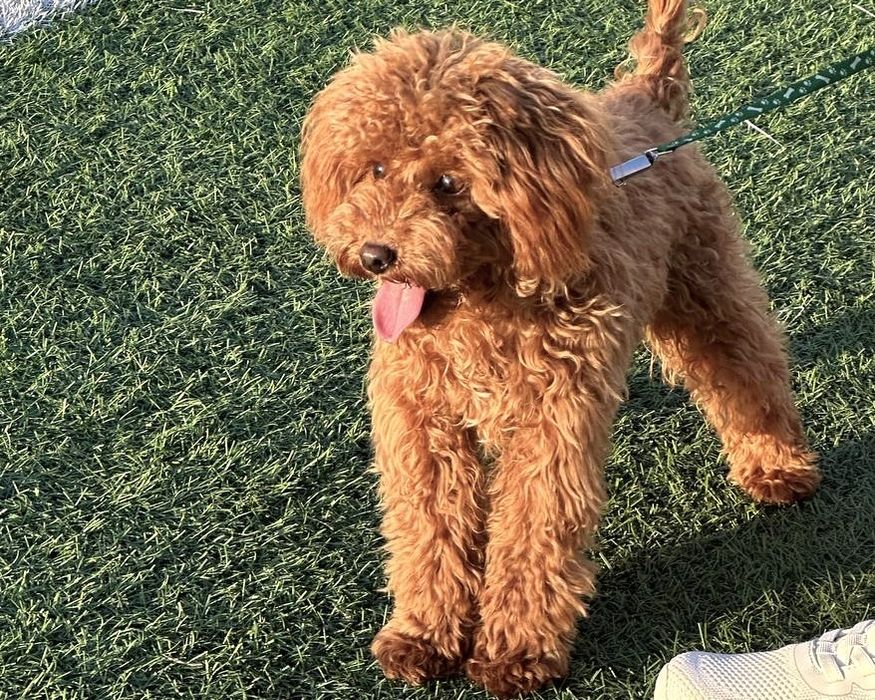 Вʼязка той-пудель