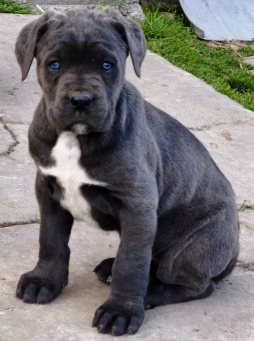 Cane Corso Blue Samiec