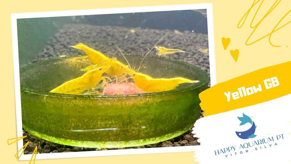 happyaquarium.pt - Neocaridina Yellow / Neocaridina Yellow Golden Back