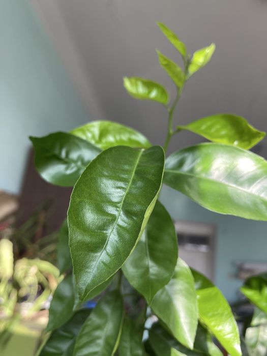 Цитрусове дерево (лимон/апельсин/мандарин)