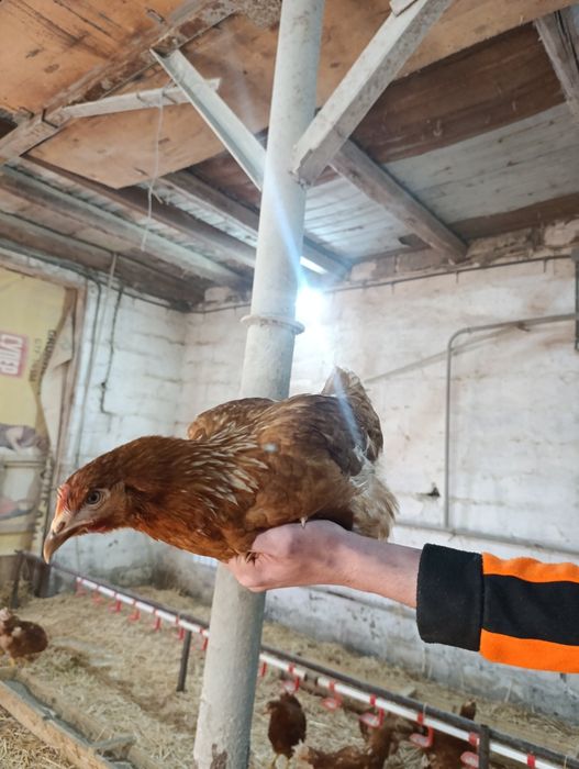 Продам Курей-несушок! Доставка безкоштовна!