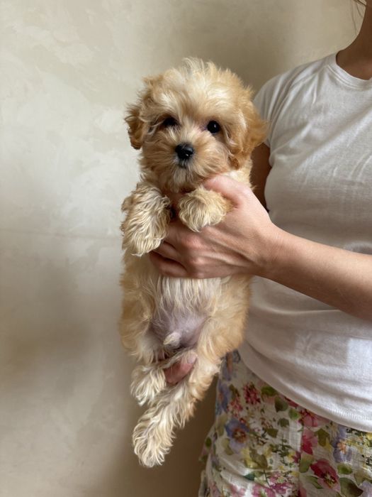 Мальтіпу ф1