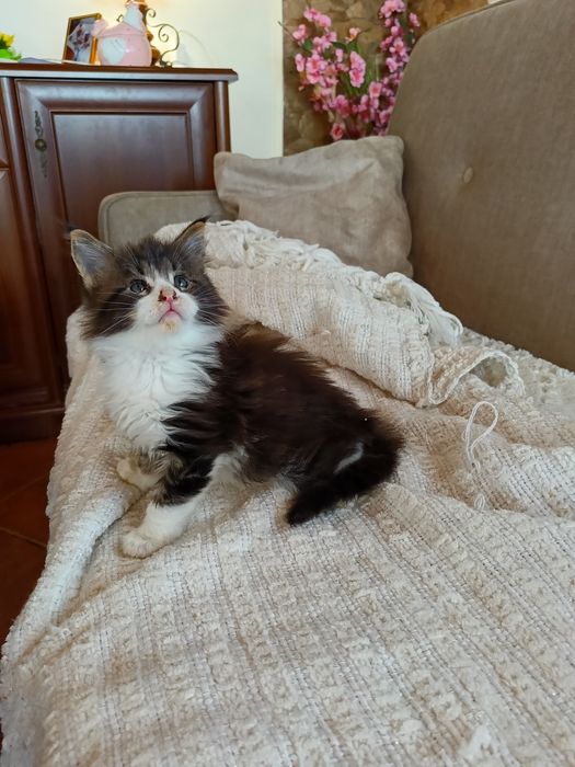 Maine Coon mały kocurek  z rodowodem