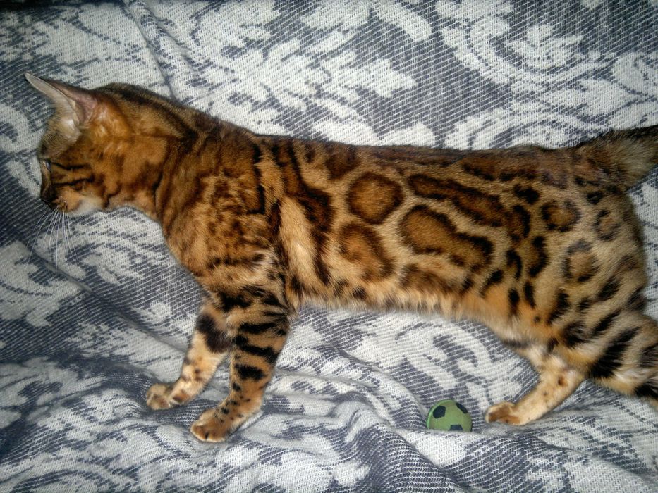 Чистокровна бенгальська в шикарному BENn24