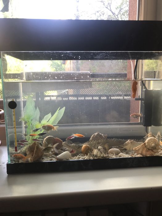 Акваріум з рибками декораціями і освітленням