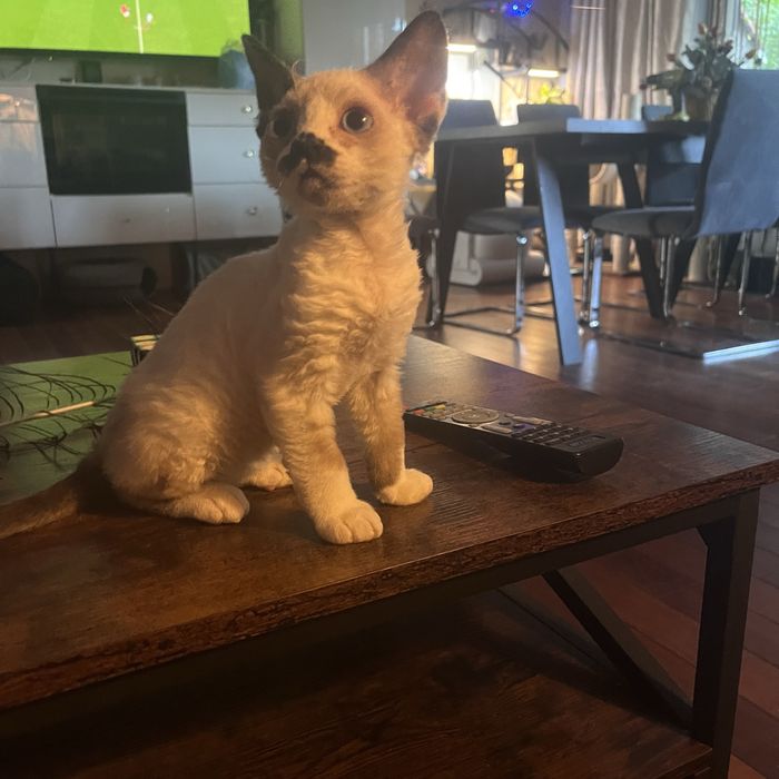 Dyzio - bajbardziej upierdliwy i miziasty kocurek z  Devon Rex
