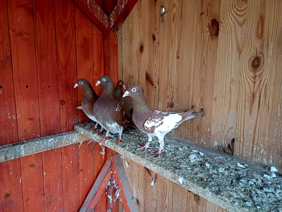 Gołebie mulemansy tygrysy pocztowe