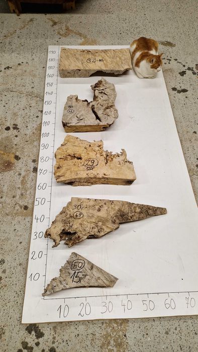 Nr42 Czeczota topoli plaster rzeźba 3D