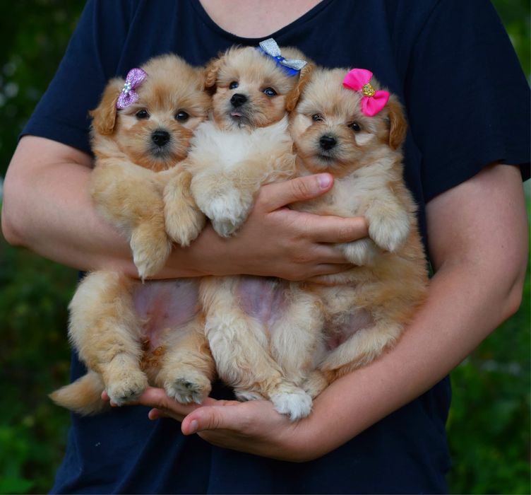 Мальтіпу дівчатка малятка ніжні