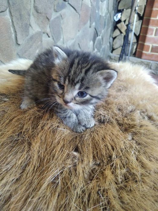 Гарненькі кошенята. Віддам даром