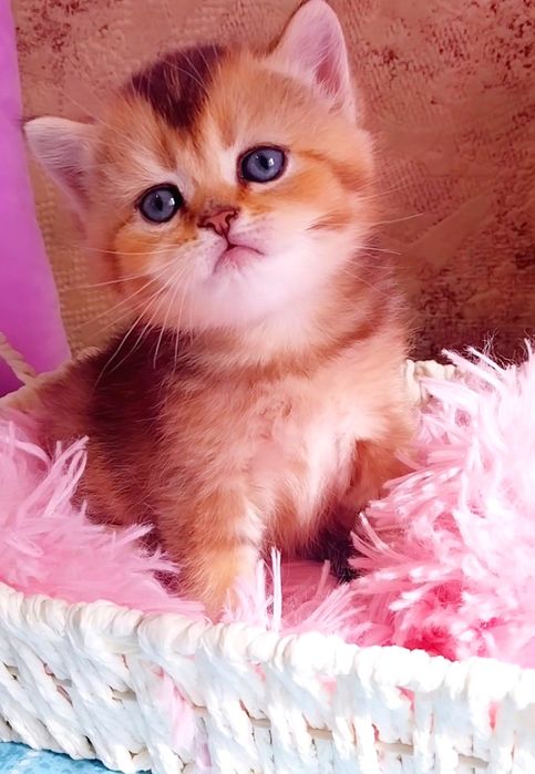 Наймиліший хлопчик красунчик Золотко