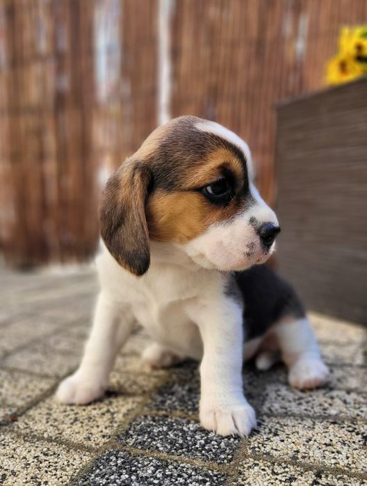 Beagle piękny suczka