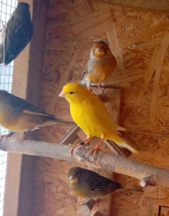 Kanarki samce z woliery zewnętrznej