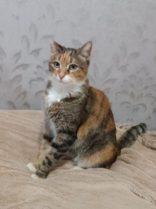 Отдам даром в добрые руки зеленоглазую трехцветную кошечку