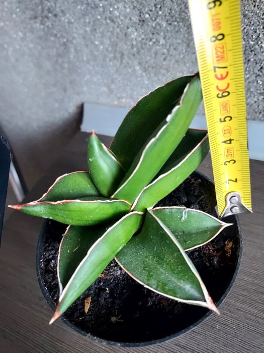 Sansevieria Samuraj