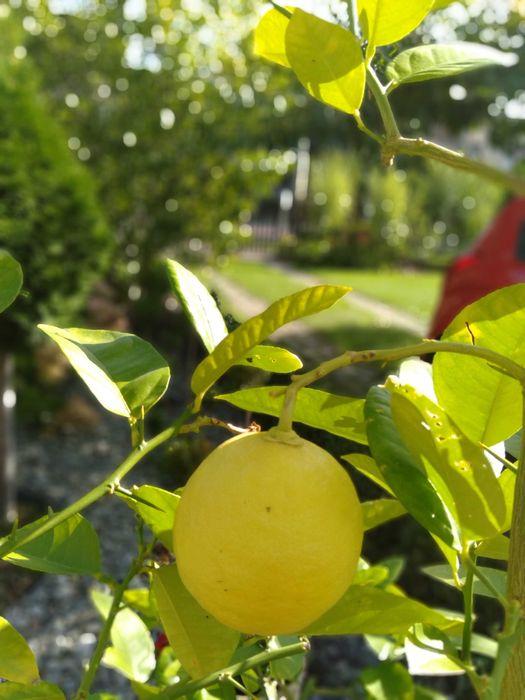 Cytryna owocująca w donicy z owocami.