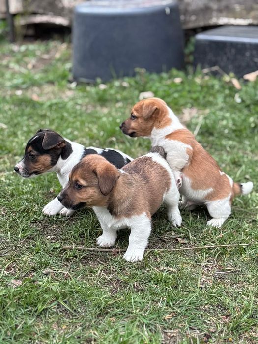Jack Russell Terrier
