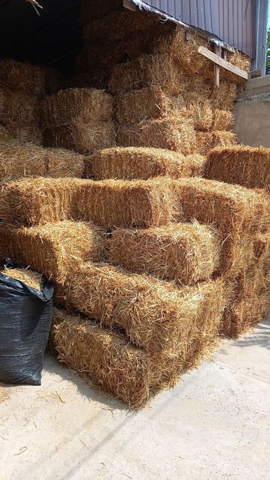 овёс цены актуальные