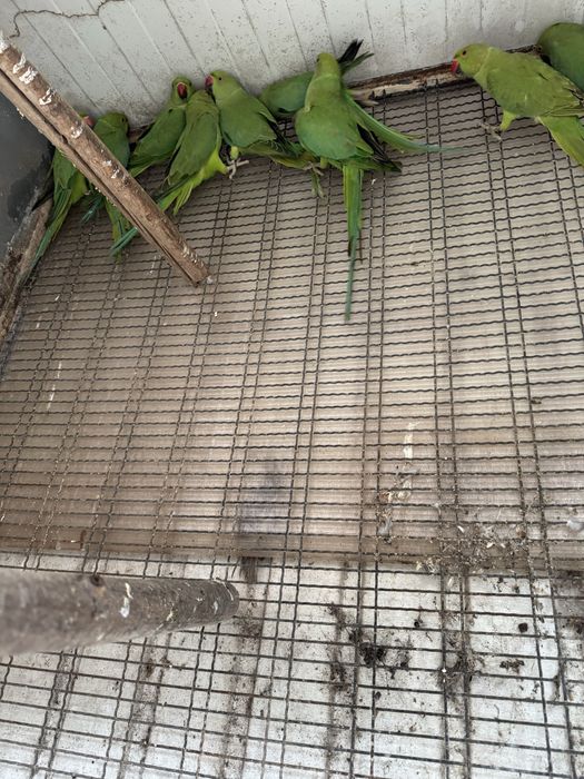 Ring neks verdes de 2024