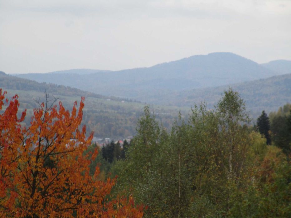 syndyk sprzeda udziały w działkach w Ciścu