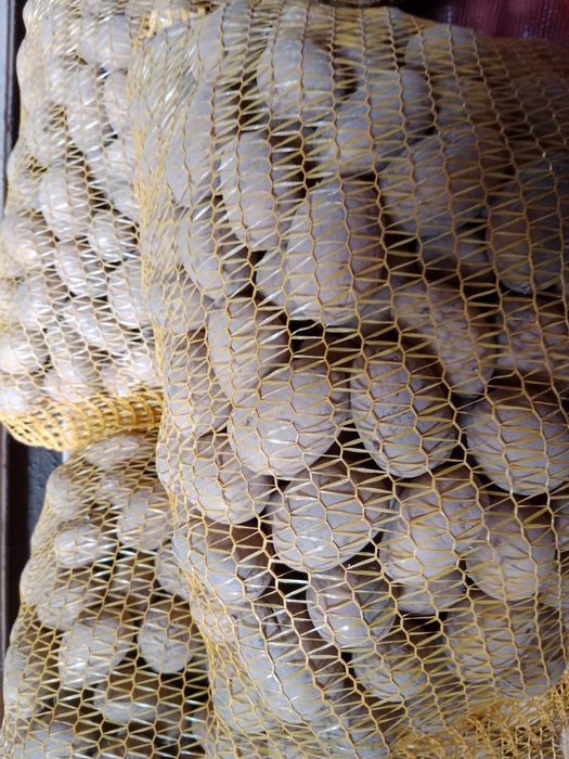 Sprzedam sadzeniaka Queen Anna rok po centrali