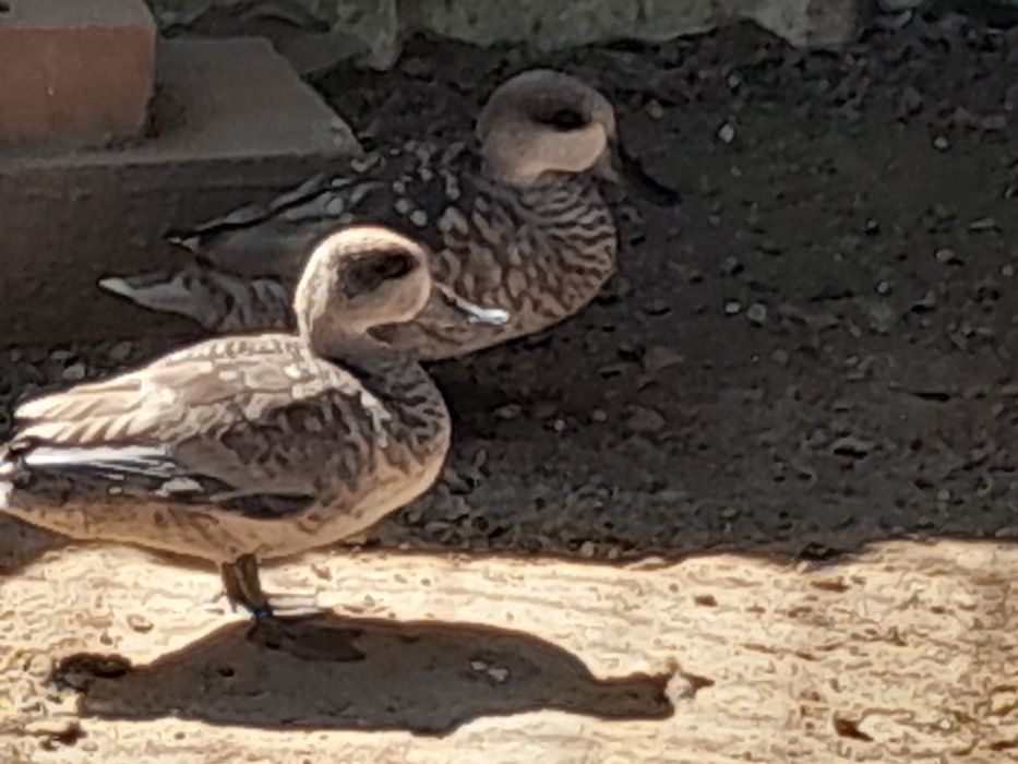 Patos mandarins, carolinos,