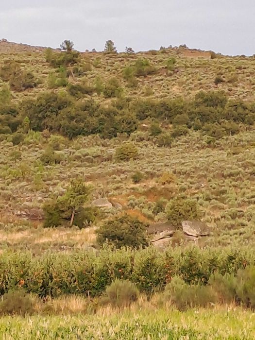 Terreno Rústico em Paredes da Beira com 9200 m2