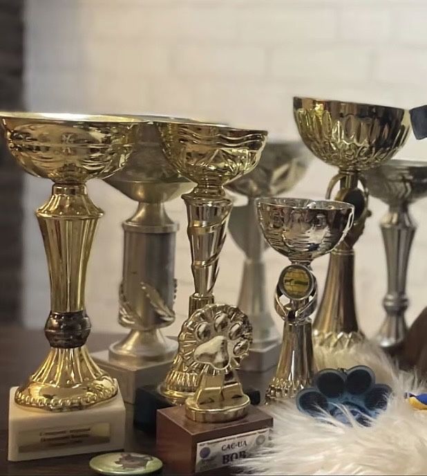 Продається дівчинка той‑тер’єр, 2,5 місяці!