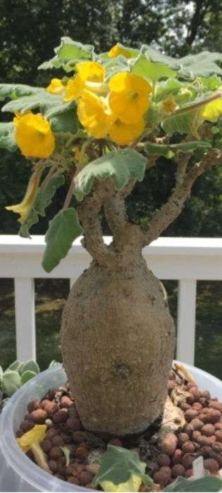 Uncarina roeoesliana