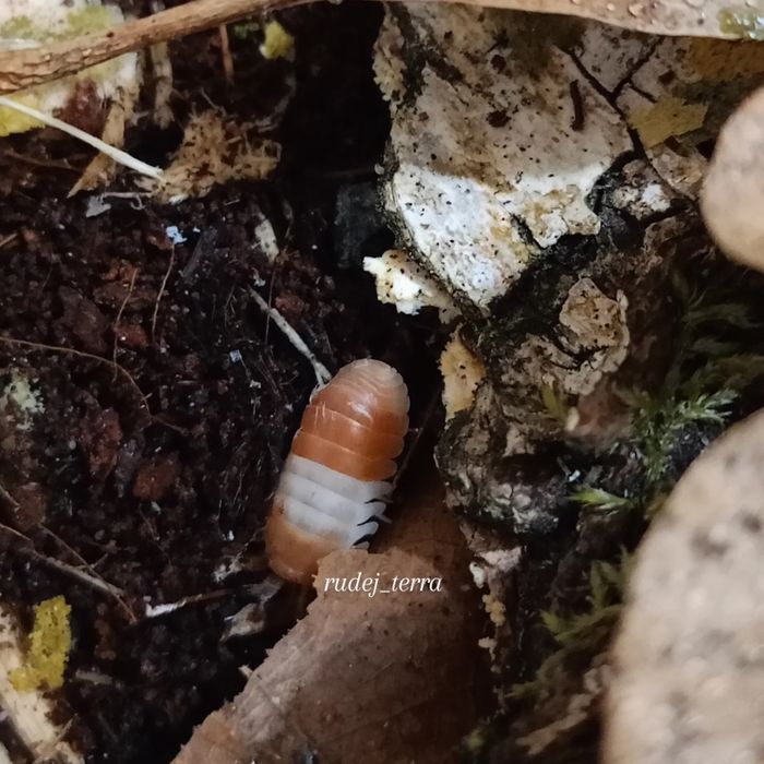 Isopody, Cubaris sp. "Red Panda"