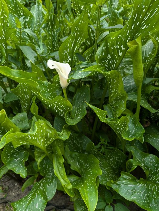 Kalla zantedeschia biała
