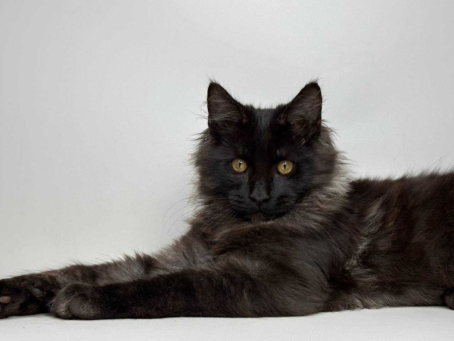 Мейн-кун чорний хлопчик — породистий, клубний, документи WCF