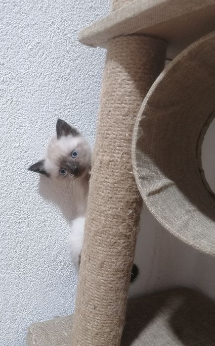 Gatinhos Siameses Menino e Menina