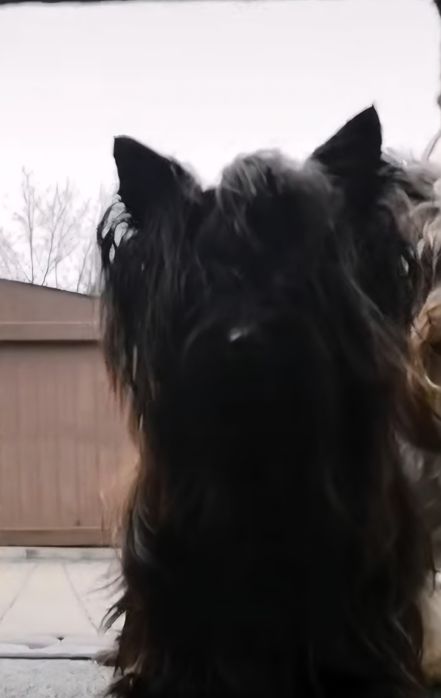 Piesek,samczyk Black,Yorkshire Terrier