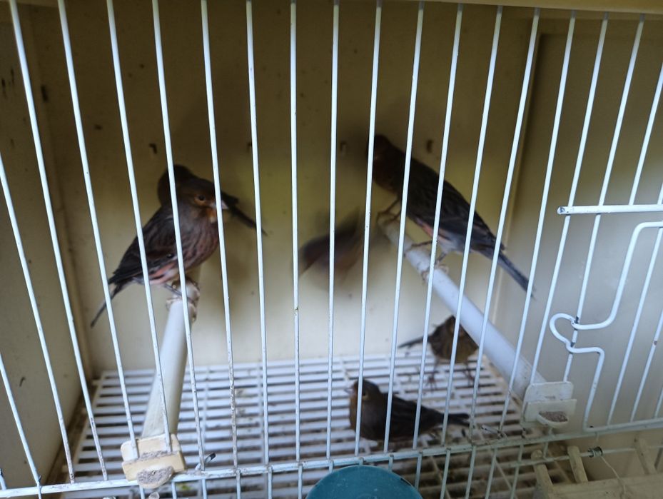 Aves para venda canarios