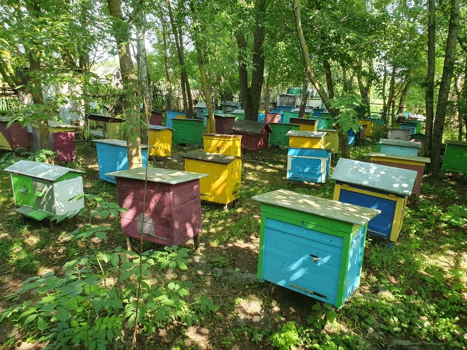 Мед гречка + ліс