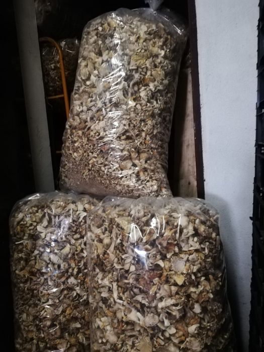 Suszony liść boczniaka