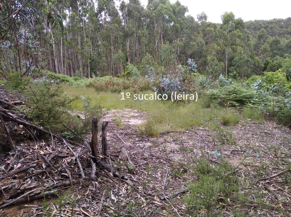 Terreno em Baguim do Monte com 6070M2 (rustico)