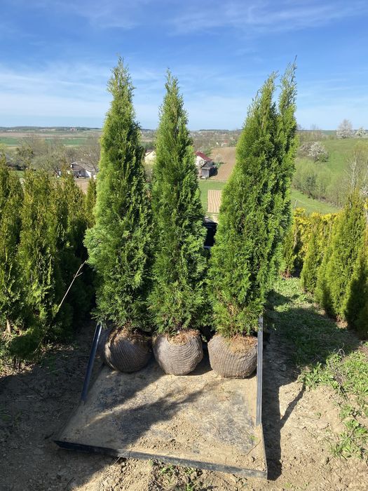 ТУЯ Смарагд:1,00-2.70м